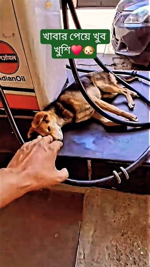 খাবার পেয়ে খুব খুশি🐶♥️ #shots