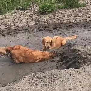 161K views · 2.6K reactions | Beeps on Reels | Facebook