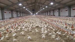 3.8K views · 76 reactions | ️ ❗”Sunt fermier de profesie – cunosc...