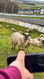 🐑 🤝 🐐 | Sonoma Raceway