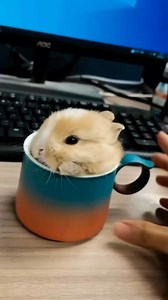 5.1K views · 328 reactions | Who doesn't have a teacup rabbit?   Cradit : ️Unknown DM me #rabbit #bunny #funny #fun #viral #reels #fbreels #cute #pet | USA Rabbit Lovers | Facebook