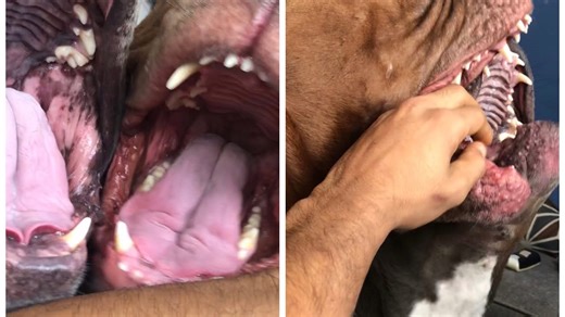 I wake up scared with these GIANT dogs I can’t do it anymore! 😔