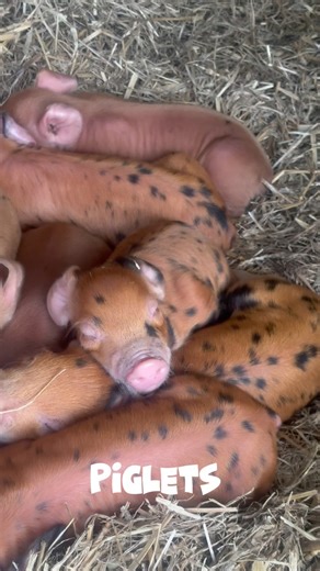 Piglets 🤎 | Chelsea Gibb