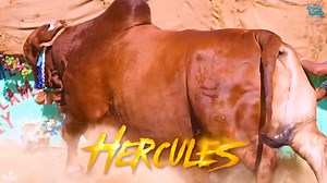 Now tell me WHO ARE YOU ?? I AM " HERCULES " 🔥🔥 Find out the story by watching the video ❤️ Mamu Bhanja Cattle Farm ❤️ | Pakistan Qurbani Lovers