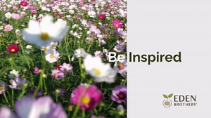 Eden Brothers Pumpkin Seeds - Fairytale Non-GMO Seeds for Planting, Packet | High-Yielding, Fast Growing Vegetable Seeds, Plant During Warm Season, Zones 3, 4, 5, 6, 7, 8, 9, 10