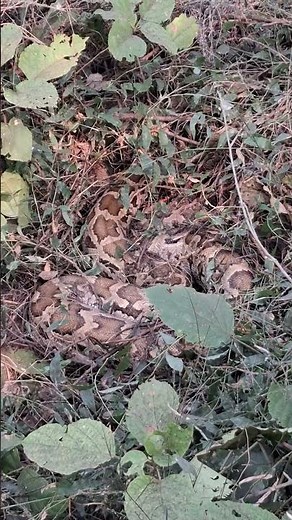 20 नवम्बर 2025