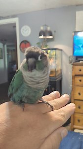 1.4K views · 17 shares | Scaley Breasted Lorikeets Nanday Conures Black Capped Conures Green Cheeked Conures Quaker Parrots Cockatiels Pell City Alabama | Daybird Aviaries | Facebook