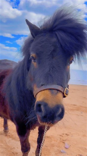 17K views · 2.3K reactions | The beach is calling and I must go. | The Adventures Of Patrick The Pony | Facebook