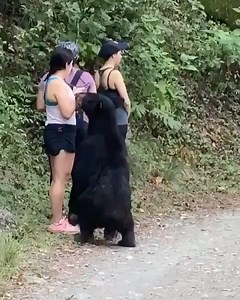 ¿Qué harías si te pasa esto? 😯 3 mujeres se encuentran cara a cara con un oso negro. Su reacción es aplaudida en redes sociales. #repost @despiertamerica | Carolina Sarassa
