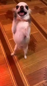 5.5K views · 338 reactions | "Witness the unbelievable energy of this...