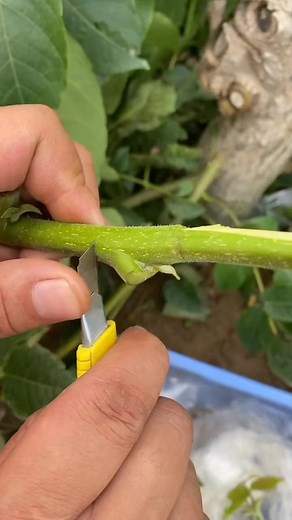 13K views · 160 reactions | Walnut tree grafting #grafting #graftingtechniques -7220418507463200043 | Grafting Planting | Facebook