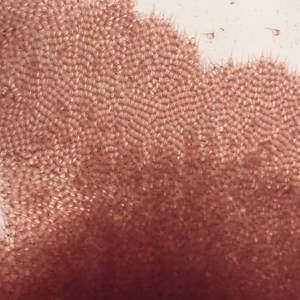 The eggs have hatched and it’s time for the next stage of our Murray cod production process at Snobs Creek! 🐟 These cute little larvae are transferred to another tank where they are fed brine shrimp - but you might know them as sea monkeys 🦐 We’ll fatten them up a little, until they’re ready to be moved back outside to our plankton ponds. Stay tuned! Want to know what happens before this stage? Head to our previous posts here ⬇️ Part 1: http://bit.ly/codproduction1 Part 2: http://bit.ly/codpro