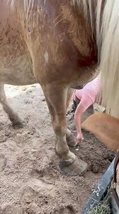 6K views · 33 reactions | Legacy Ranch & Rescue Inc on Reels | Facebook