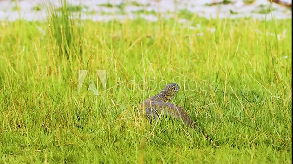 Footage of a nile monitor (Varanus niloticus) moving in grass.