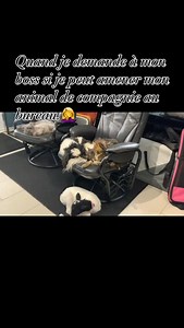 #chien #paradisetipitou #chiot #poodle #maltise #bichón #canichetoy #maltipoodle #mouton | Élevage Paradise Ti-Pitou