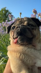 29K views · 2.2K reactions | “A little reminder” -Doug #earthday #pug #flower #pugsofinstagram #dogsofinstagram #cute #nature | Doug The Pug | Facebook