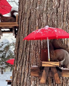 Squirrel cafe by ueno_farm 🍽️ 🐿️😍 | Animal Liberty