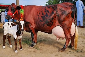 Quality Dairy Cows for Sale - Huge Selection Available
