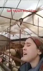 23K views · 580 reactions | Güzel gelin çık dala-Dut dalını sırkala-Yârin küçük sen büyük-Sar kundağa ırgala yörük kızımız neslihan bacımız #Yüreğine sağlık | Sarı Yaylam Küçüklüm | Facebook