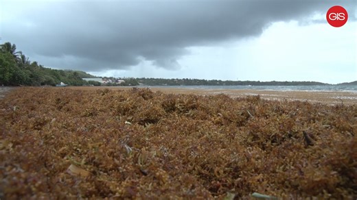 Grenada selected to host Sargassum Conference | GIS Grenada
