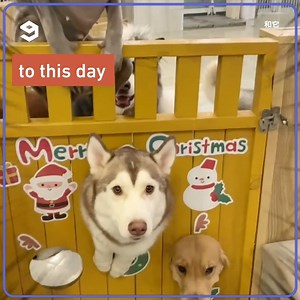 59K views · 2.6K reactions | Husky is called Moon Moon for a reason. | 9GAG Vibes | Facebook