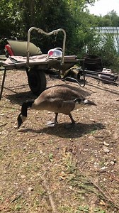 21K views · 148 reactions | Canadian Goose Breeds With a Rat | Bald Builders Retro | Facebook