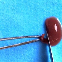Murine Precision-Cut Liver Slices as an Ex Vivo Model of Liver Biology