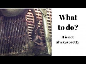 Pig Birthing also known as Farrowing