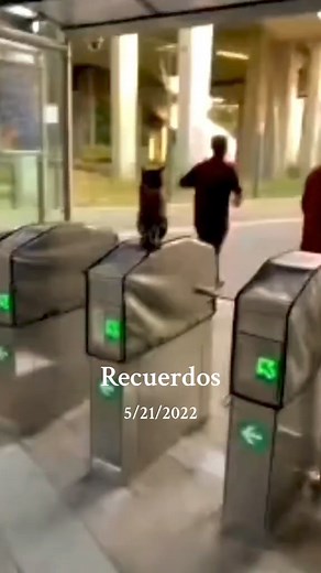 El gato 🐱 boletero | Ser naco es chido