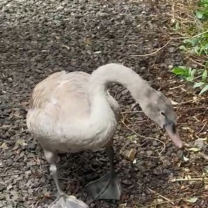 3.1K views · 26 reactions |  Only fully-trained and kitted-out...