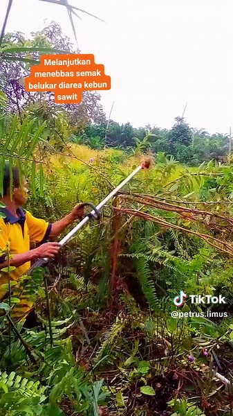 Petrus limus #petanisawitpemula🌴🌴 #titok #anakpetanisawit #kalbarpontianak