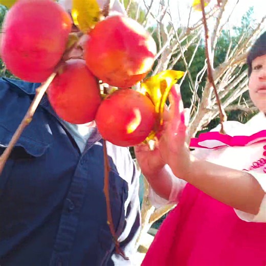 7.5K views · 248 reactions | Persimmon picking ‍‍ . We picked...