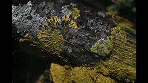 Meet the ‘blob’: Paris zoo unveils unusual organism that can heal itself and has 720 sexes