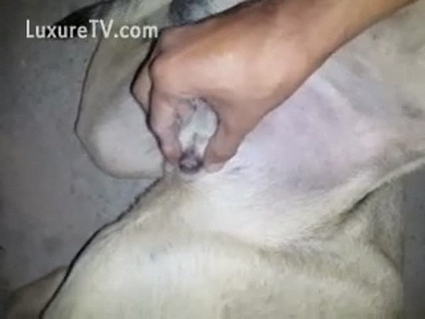 Proud dog owner displays their love for cock as she jerks her animals small cock for pleasure