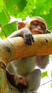 Million sad for baby Adler no mother sleep with him he sleep on the tree | Wildlife Idol
