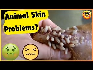 🐾 Animal Pimple Popping Extravaganza: Fascinating & Oddly Satisfying! 🐾🔍