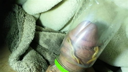 Maggots miasys eat cock this is the first meat