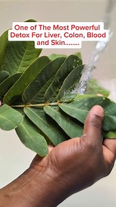 Amazon Benefits of Cassia Alata | Javaun Thompson