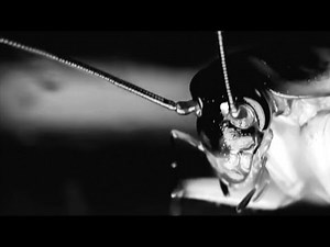 Greg Puciato on Going Solo, Reclaiming Aggressive Side: "The Animal Was Awake"