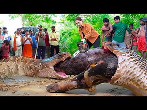 Shocking! Giant Snake Attacks, Woman Fights Back with Chainsaw - What Happens Next ?