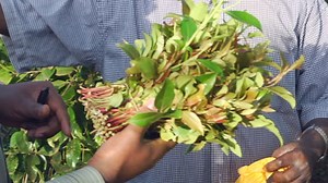 Khat producers left high and dry after UK ban