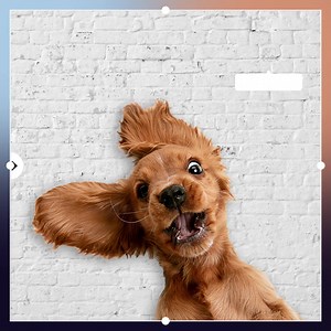 Get rid of any picture background quickly with the Picsart Remove Background Tool. | Picsart