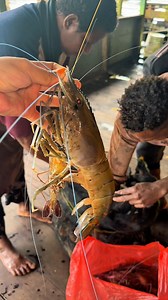 390K views · 72K reactions | Borong udang segar cuma 40 Ribu sekilo #papua #wikeafrilia | Wike Afrilia Pasang | Facebook