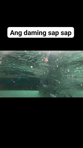 Daghan ni syag pangan isdaa , " sap sap" dangay" pot pot" diri sa amo a , pot pot tawag ani | Swasin explorer