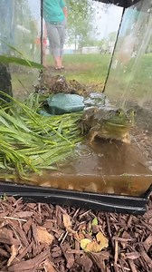 2.8K views · 44 reactions | I went to a FROG JUMPING contest!  "Jeremiah was a bullfrogggg" | Brandon Jarrett | Facebook