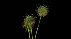Burdock, Plant, Wild Plant