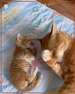 New orange kitten learns from the orange mentors. | 9GAG Cute