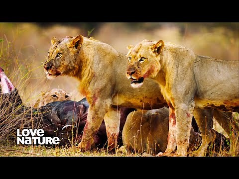 Turf War: Lionesses Seduce Nomad Males and Brawl Over Free Meal