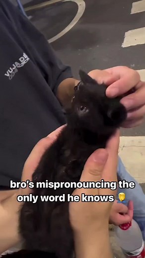 Talking Cats Compilation | Funny and Cute Kittens Talking