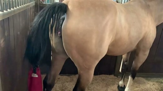 Mare is in heat  mare is winking  Mare pees  Horse urinating